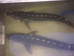 Image result for Acipenser medirostris