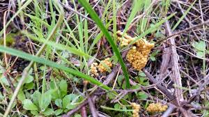 Attēlu rezultāti vaicājumam “Leocarpus sp.”