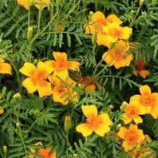 Attēlu rezultāti vaicājumam “Tagetes leaf”