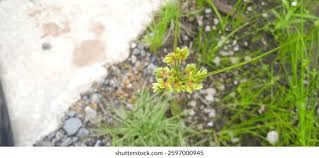 Attēlu rezultāti vaicājumam “Cyperus fuscus fruit”