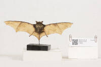 Attēlu rezultāti vaicājumam “Eptesicus nilssonii”