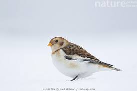 Attēlu rezultāti vaicājumam “Plectrophenax nivalis”