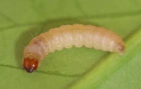 Attēlu rezultāti vaicājumam “Cydia pomonella”