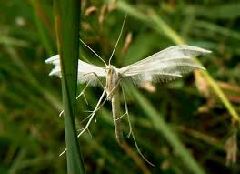 Attēlu rezultāti vaicājumam “Pterophorus pentadactyla”