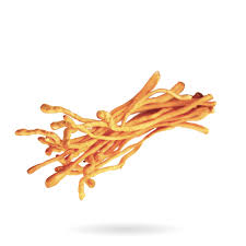 Attēlu rezultāti vaicājumam “Cordyceps polyarthra”