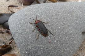 Attēlu rezultāti vaicājumam “Cantharis rustica imago”