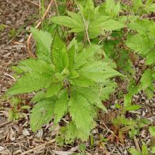 Attēlu rezultāti vaicājumam “Eupatorium cannabinum leaf”