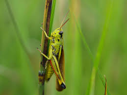 Attēlu rezultāti vaicājumam “Stethophyma grossum”