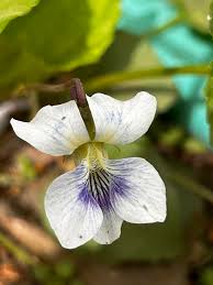 Attēlu rezultāti vaicājumam “Viola sororia”