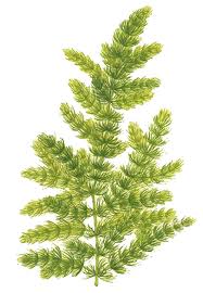 Attēlu rezultāti vaicājumam “Ceratophyllum submersum leaf”