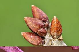 Attēlu rezultāti vaicājumam “Quercus robur bud”