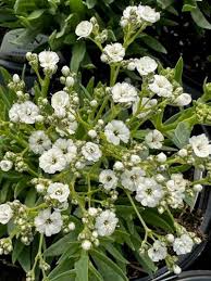 Attēlu rezultāti vaicājumam “Gypsophila paniculata leaf”