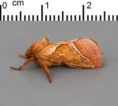 Attēlu rezultāti vaicājumam “Hepialus sylvina female”