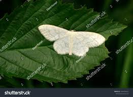 Attēlu rezultāti vaicājumam “Cabera pusaria”