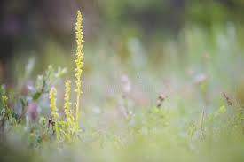 Attēlu rezultāti vaicājumam “Herminium monorchis flower”