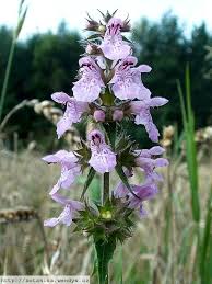 Attēlu rezultāti vaicājumam “Stachys palustris fruit”