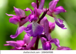 Attēlu rezultāti vaicājumam “Orchis mascula”