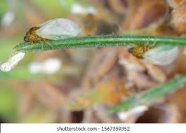 Attēlu rezultāti vaicājumam “Sacchiphantes abietis”