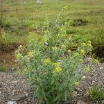 Attēlu rezultāti vaicājumam “Erysimum cheiranthoides fruit”