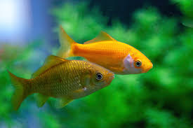 Attēlu rezultāti vaicājumam “Carassius auratus”