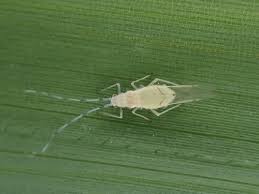 Attēlu rezultāti vaicājumam “Thecabius affinis nymph”