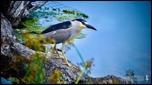 Image result for Nycticorax nycticorax