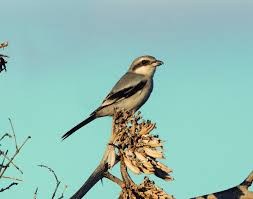 Attēlu rezultāti vaicājumam “Lanius excubitor”