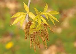 Attēlu rezultāti vaicājumam “Carya”