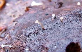 Attēlu rezultāti vaicājumam “Pistillaria sp.”