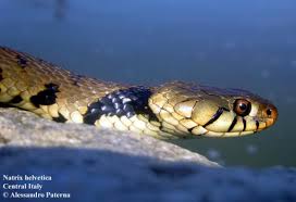 Attēlu rezultāti vaicājumam “Natrix natrix adult”