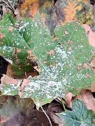 Attēlu rezultāti vaicājumam “Sawadaea tulasnei”