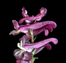 Attēlu rezultāti vaicājumam “Corydalis cava flower”