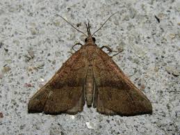 Attēlu rezultāti vaicājumam “Hypena proboscidalis”