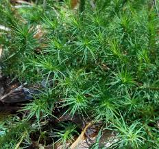 Attēlu rezultāti vaicājumam “Polytrichum commune var. perigoniale”