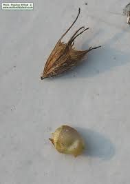 Attēlu rezultāti vaicājumam “Trifolium spadiceum fruit”