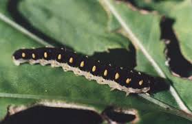 Attēlu rezultāti vaicājumam “Tenthredo mandibularis”