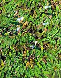 Attēlu rezultāti vaicājumam “Potamogeton compressus leaf”