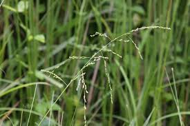 Attēlu rezultāti vaicājumam “Glyceria striata”