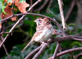 Image result for Chondestes grammacus