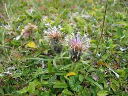 Attēlu rezultāti vaicājumam “Saussurea esthonica flower”