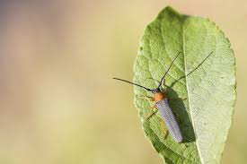 Attēlu rezultāti vaicājumam “Oberea oculata”