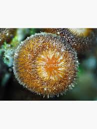 Attēlu rezultāti vaicājumam “Scutellinia scutellata”