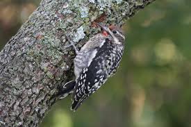 Image result for Sphyrapicus varius