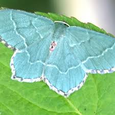 Attēlu rezultāti vaicājumam “Hemithea aestivaria”