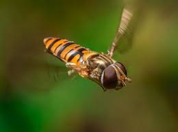 Attēlu rezultāti vaicājumam “Episyrphus balteatus”