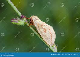 Attēlu rezultāti vaicājumam “Hepialus humuli female”
