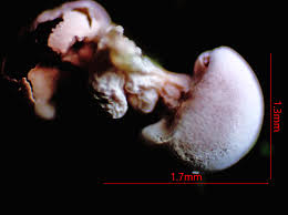 Attēlu rezultāti vaicājumam “Diderma floriforme macro”