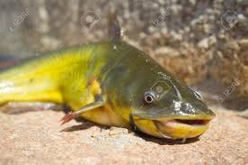 Image result for Ameiurus melas