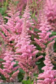 Attēlu rezultāti vaicājumam “Astilbe chinensis flower”