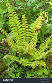 Attēlu rezultāti vaicājumam “Polystichum aculeatum”